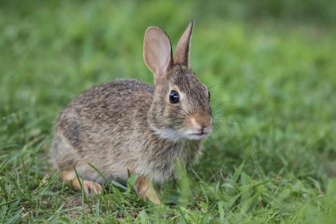 gentle rabbit