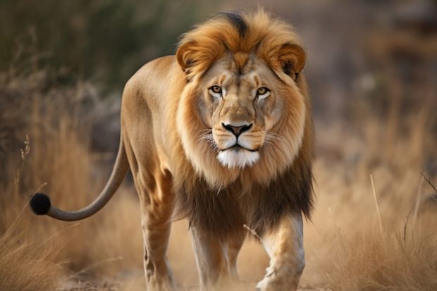 charismatic lion