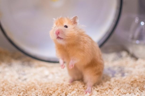 consistent hamster