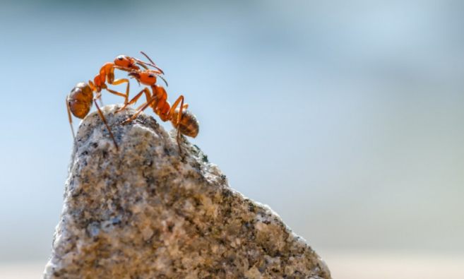 hardworking ant