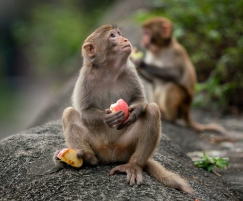 curious monkey