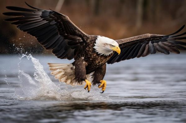 visionary eagle