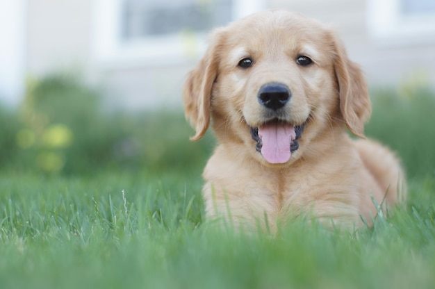 loyal dog