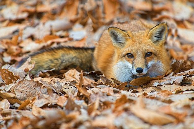 clever fox